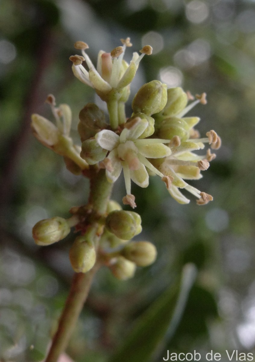 Zanthoxylum asiaticum (L.) Appelhans, Groppo & J.Wen